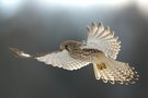 Turmfalke