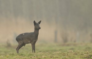 Der Ostfriesen-Bock