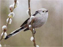 Schwanzmeise - Aegithalos caudatus
