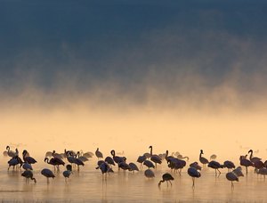 Flamingos bei Sonnenaufgang