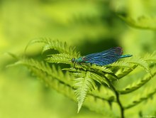 Blauflügel-Prachtlibelle (Calopteryx virgo)