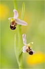 Bienchen vor Gelb-Kulisse