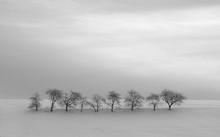 Obstbäume im Winter