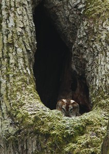 Schlafender Waldkauz