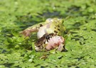 Ein qualvoller Tod