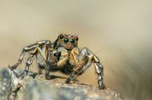 Männchen der V-Springspinne (Aelurillus v-insignitus)