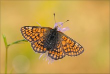 ~ Euphydryas cynthia (3)