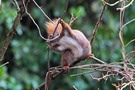 Eichhörnchen beim Kobelbau