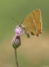 Nierenfleck-Zipfelfalter (Thecla betulae)