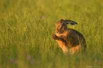 "Aus dem Abendland...!"