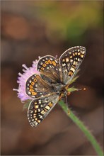 ~ Euphydryas aurinia debilis ~