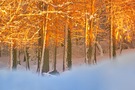 Abendlicht im Winterwald