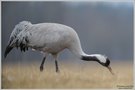 Grauer Kranich (Grus grus)