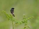 schwarzkehlchen ( saxicola torquata