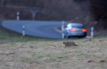 Wildkatze ( Felis silvestris)