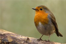 Rotkehlchen an der Winterfütterung II