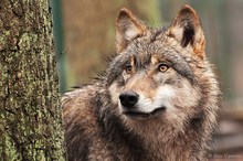 Wolf im Regen