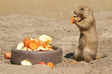 Großer Hunger