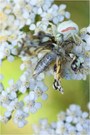 Krabbenspinne (Misumena vatia) mit Schachbrett-Falter (Melanargia galathea)