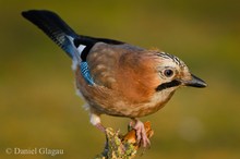 Eichelhäher (Garrulus glandarius)