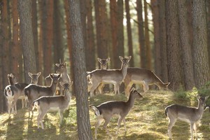 Damwild im Gegenlicht