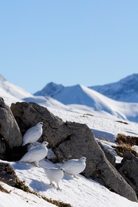 Alpenschneehühner