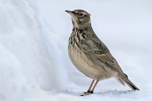 Auf der Terasse