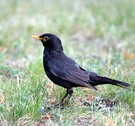 Amsel