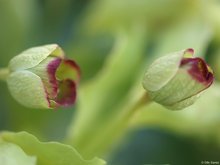 Helleborus foetidus