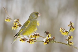 Der Winter kommt zurück