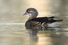 An der Seite eines bunten Vogels
