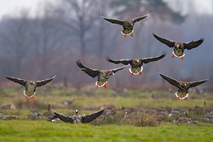 Landende Blessgaense