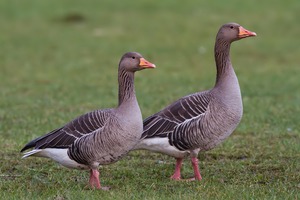 Graugänse (Anser anser)