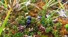 Fjellsalat