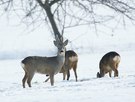 Winterrehe