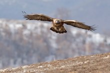 Steinadler im Anflug