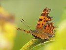 C Falter in spätsommerlichen Farben