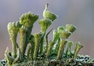 Uralter Flechtenwald