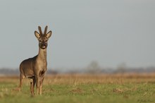 Ein Frech(dachs)böckchen