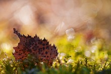 Herbstblatt im Frühlingsmoos