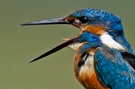 Alcedo Atthis