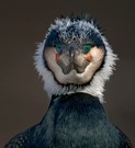 Kormoran