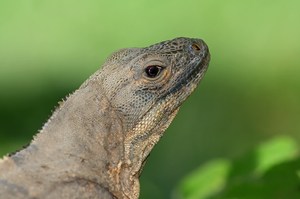 Portrait Schwarzleguan