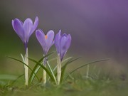 Wie die Orgelpfeifen....