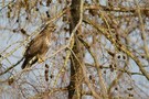 Mäusebussard (Buteo buteo)