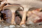 Winter-Porling (Polyporus brumalis)