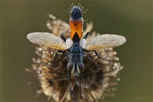 Raupenfliege (Cylindromyia brassicaria)