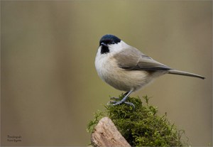 Sumpfmeise an der Winterfütterung