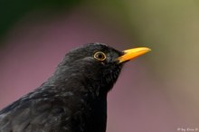 Die Sonne im Auge, die Heide im Rücken !