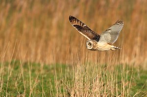 Flying Short-eared Owl